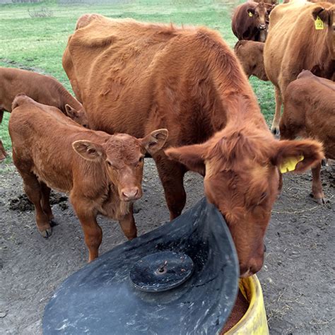 Bovine Anaplasmosis A Reemerging Threat To Texas Cattle Publications