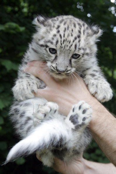 Baby Snow Leopard Baby Snow Leopard Baby Animals