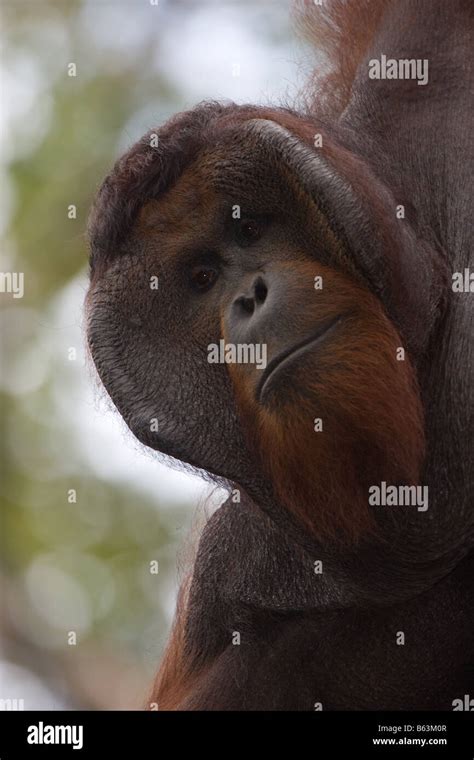 Male Orangutan Pongo Pygmaeus In Tanjung Puting Np Borneo Stock Photo