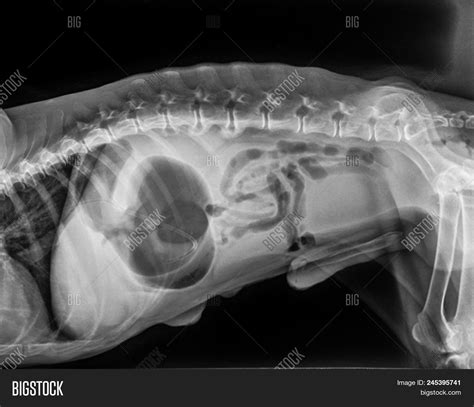 X Ray Dog Lateral View Image And Photo Free Trial Bigstock