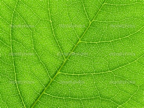 Leaf Macro Pictures Wallpaper 1024x768 8388