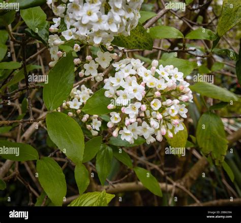 Delicate White Flowers Corymbs Inflorescences Of Fragrant Evergreen