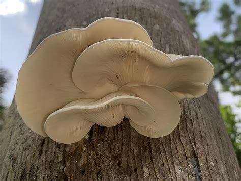 Edible Oyster Mushroom Florida Dead Palm Tree R Mycology
