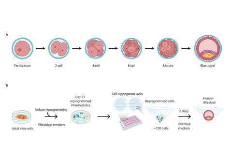 iBlastoid model humanog blastocista koji će promeniti nauku Časopis