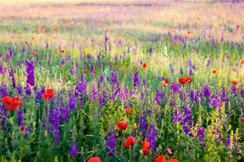 Field Of Lavender And Poppy Stock Image Image Of Blossom Farm 31987171