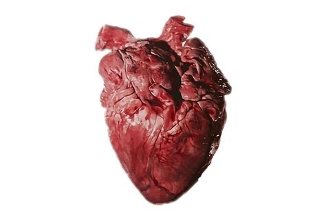 Affordable and search from millions of royalty free images, photos and vectors. Real Heart Png, Transparent PNG, png collections at dlf.pt