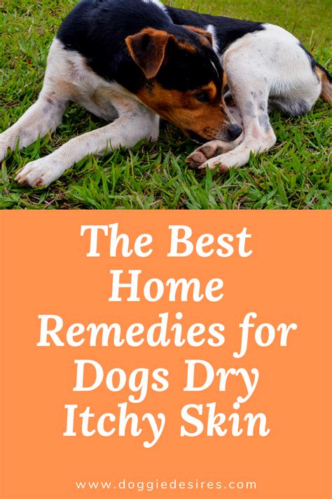 Home Remedies For Dogs Dry Itchy Skin Dog Dry Skin Itchy Dog Skin
