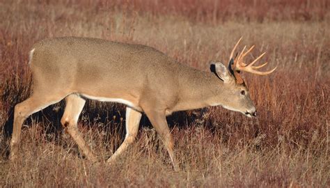 Better Deer Hunting Decoding Buck Rubs And Movements Huntstand