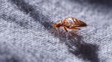 This Is How To Spot Bed Bugs In Your Hotel Room Bed Bugs Bed Bug