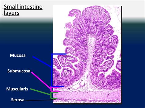 Small Intestine Mucosa Histology