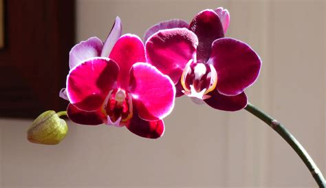 Check spelling or type a new query. Orchids, Flowers That Bloom All Year Long