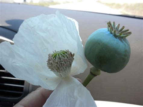 250 Persian White Poppy Papaver Somniferum Flower Seeds Seedville Usa