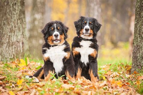 How Much Do Bernese Mountain Dogs Cost 2024 Guide
