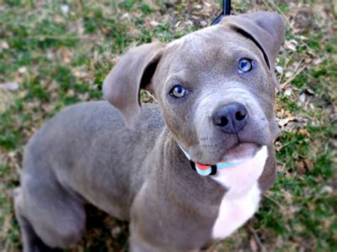 Temperament of beagle pitbull mix. Make This Puppy Lucky: Dover the Pit Bull Mix - Lucky Puppy Magazine