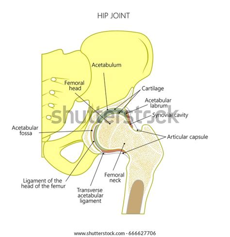 Vector Illustration Anatomy Healthy Human Hip Stock Vector Royalty