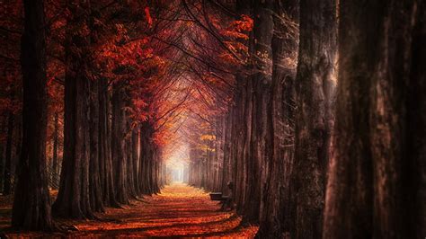 Red And Orange Autumn Trees Leaves On Path In The Forest 4k Hd Nature Wallpapers Hd Wallpapers