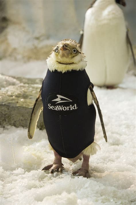 Seaworlds Wetsuit Penguin Gets New Coat Of Feathers Orlando Theme