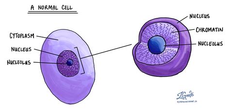 Chromatin In Plant Cell