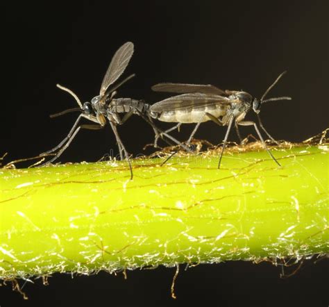 Two Gnats Copulating In A Wall In The Summer Stock Image Image Of