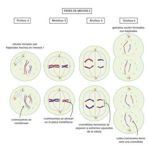 La Meiosis Biología Forma De Reproducción Celular Wikisabio