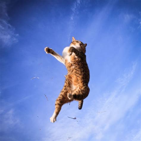 21 Jumping Cats That Totally Look Like Ninjas