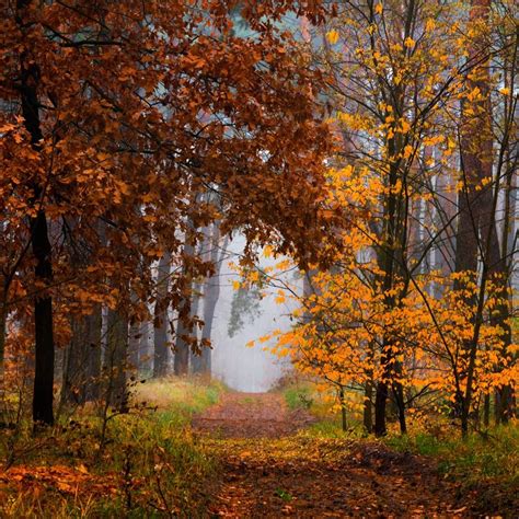 🇺🇦 Misty Autumn Forest Path 3 Ukraine By Oksana Galanzovskaya