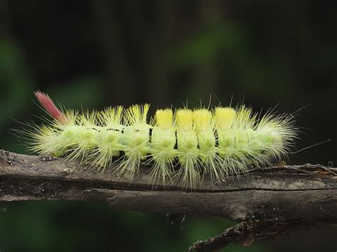 There is an erect brushlike tuft of white or yellowish hairs on each of the first four. British Caterpillars | Wildlife Insight