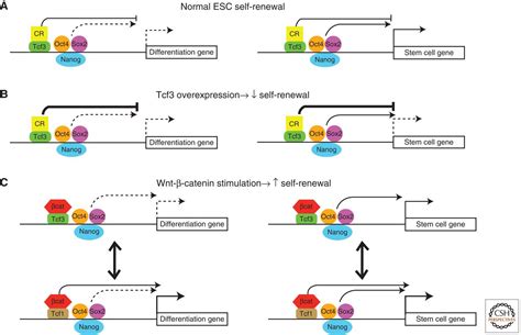 Wnt Pathway Regulation Of Embryonic Stem Cell Self Renewal