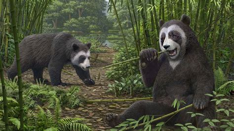Pandas Evolved Their Most Perplexing Feature At Least 6 Million Years