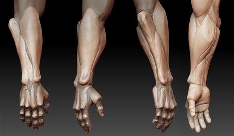 Pin On Zbrush Hand Arm Leg And Foot