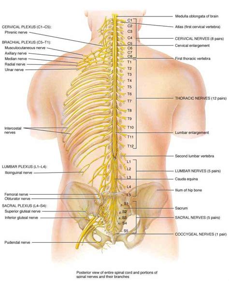 Anatomy Of Spinal Nerves Of Human