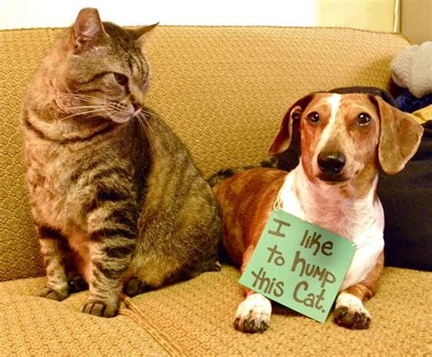 Bad Dogs Publicly Shamed 45 Pics