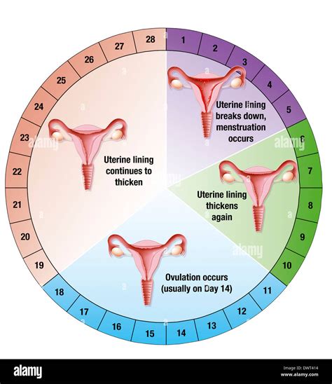 Stages Of The Menstrual Cycle Diagram