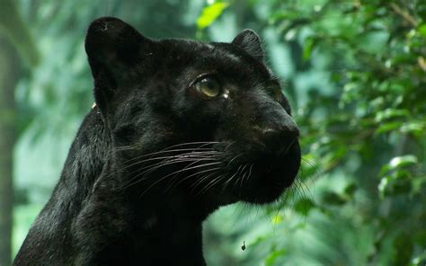 4k Panther Wallpapers High Quality Download Free