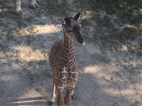 Help Name Baby Giraffe At Cleveland Metroparks Zoo Fox 8 Cleveland Wjw