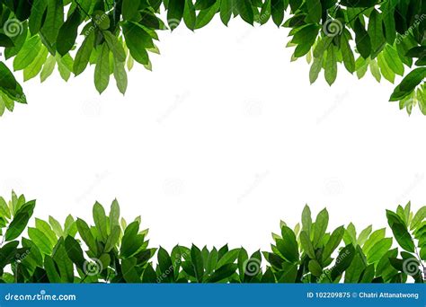 Fresh Green Leaves Frame Isolated White Background Stock Image Image