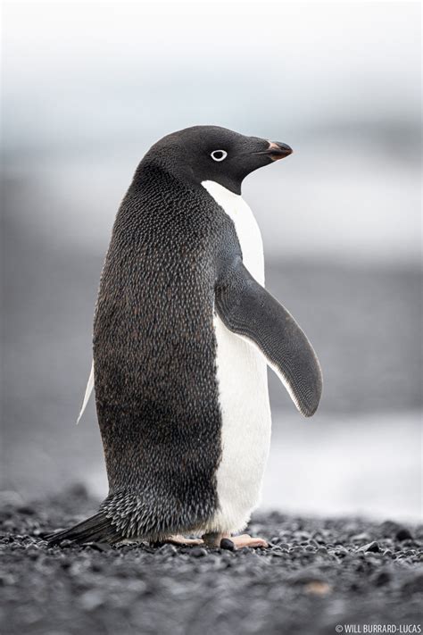 Penguins Photos Pictures Images