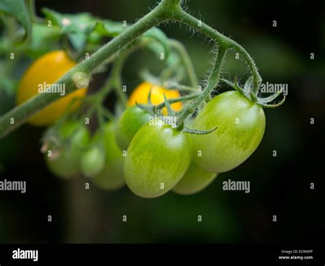 Plum Tomatoes Growing Hi Res Stock Photography And Images Alamy