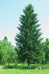 Algae these simple plants reproduce by means of spores, and can be found in both terrestrial and aquatic flowering plants are found in most habitats, from deserts to polar regions, and include species of trees, shrubs, and herbs. A Completely Unique Non-flowering Plant List