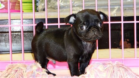 How much are black pugs. Huggable Black, Pug Puppies For Sale In Georgia at ...