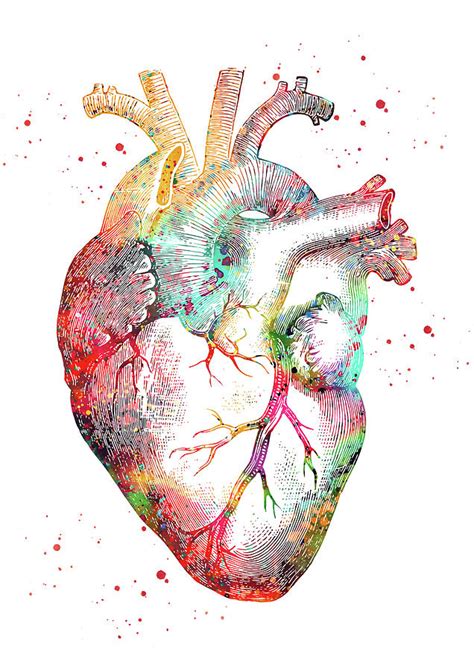 Human Heart Digital Art By Erzebet S
