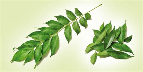 Kadi Patta Long Live The Curry Leaves Complete Wellbeing 54656 Hot