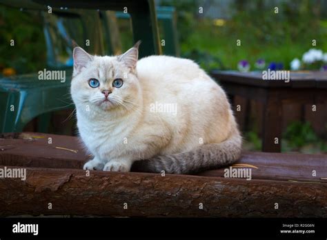 British Shorthair Cat Sitting On A Bench In The Garden And Looking At
