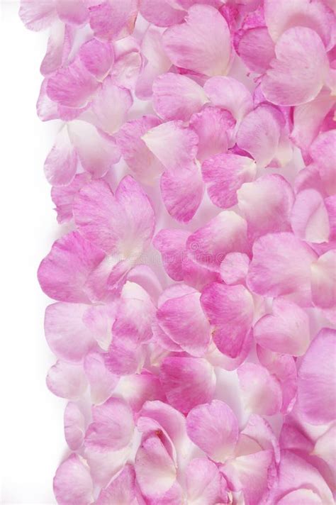 Beautiful Pink Rose Petals In Basket Stock Photo Image Of Close