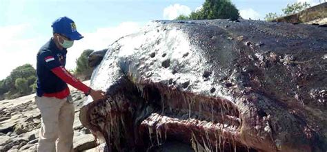 Sepuluh ekor paus sperma terdampar di pesisir pantai ujong kareng, provinsi aceh. Paus 'Sperma' dari Australia Terdampar di Lombok Timur ...