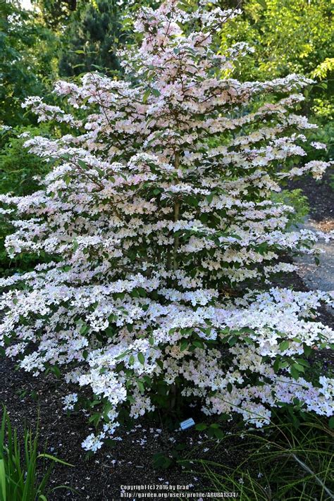 Doublefile Viburnum Viburnum Plicatum Var Tomentosum Molly Schroeder