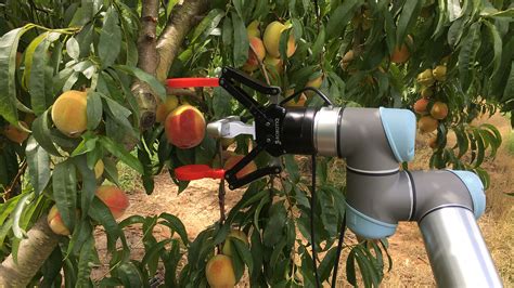 A Glimpse Into The Peach Orchard Of The Future Fruit Growers News