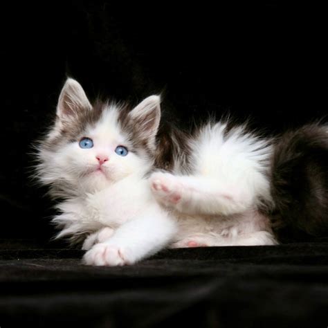 Giant Maine Coon Kittens For Sale Reserve Yours Now
