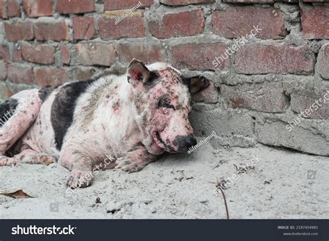 Dog Leprosy Skin Disease Dog Skin Stock Photo 2187454981 Shutterstock