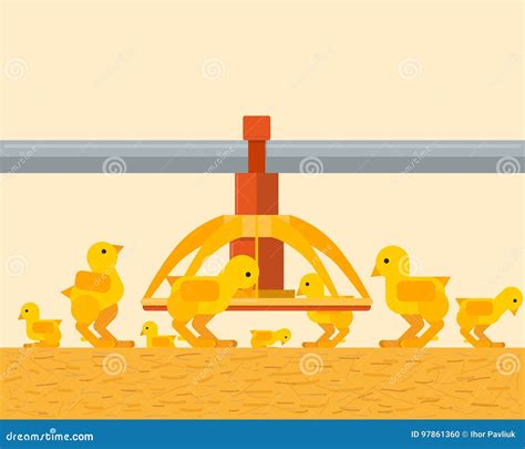 poultry farm with chickens vector illustration 97861360